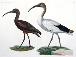 Ibises，来自&39;描述de l&39;Eypte&39;，1817年